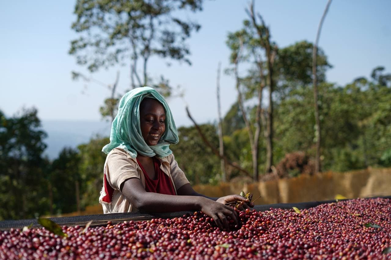 A worker in a pale green headscarf sorting ripe coffee cherries spread across a raised drying bed, with forested highlands behind her