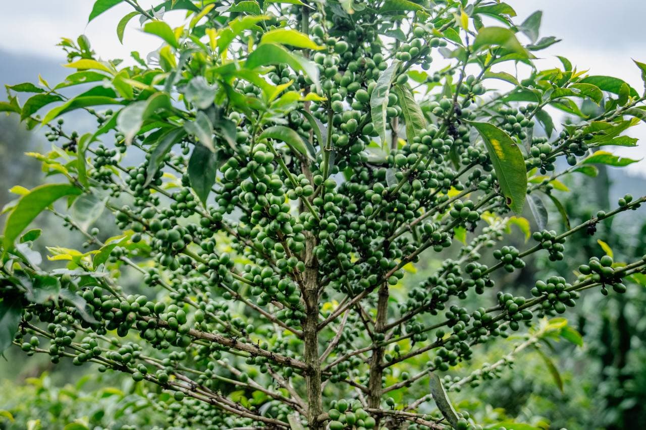 A coffee tree carrying dense clusters of unripe green cherries among glossy leaves
