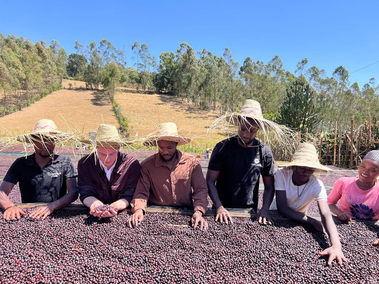 A group of washing-station workers in wide straw hats kneeling together along the edge of a cherry drying bed