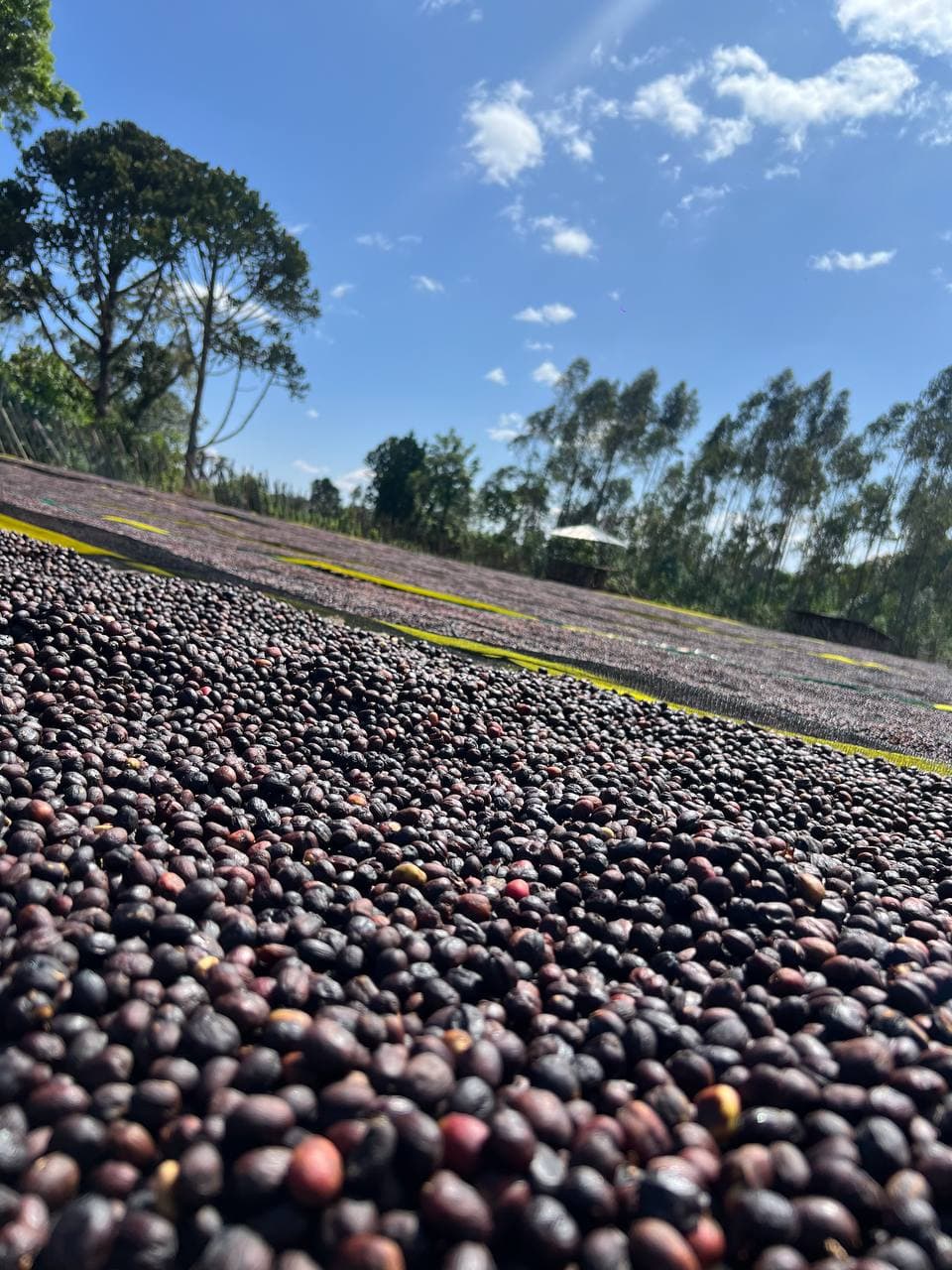 Hillside coffee farm in Guji