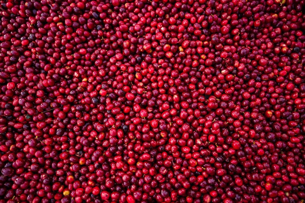 Cherry drying beds at a Yirgacheffe washing station